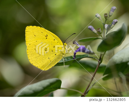 ミツバハマゴウの蜜を吸うキタキチョウ 132662805