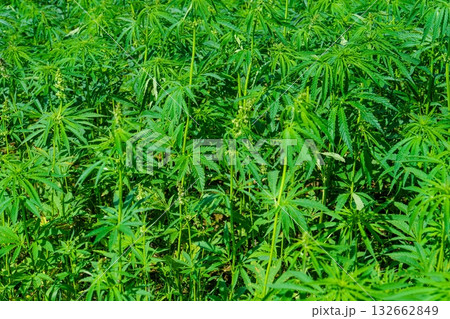 Lush Green Field of Hemp Plants Swaying Gently in the Breeze on a Sunny Day, Abundant Crop Lush Green Field of Hemp Plants Swaying Gently in the Breeze on a Sunny Day, Abundant Crop 132662849