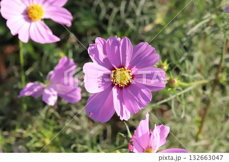 秋の庭に咲く鮮やかなピンク色のコスモスの花 132663047