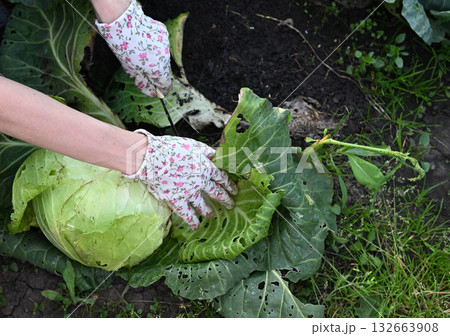 Gardener harvesting fresh cabbage in a vibrant garden on a sunny day 132663908