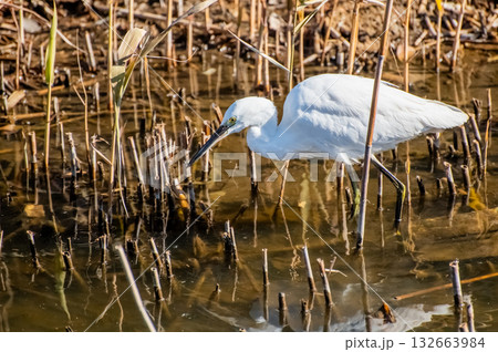 冬の水辺のコサギ 冬の水辺のコサギ 132663984