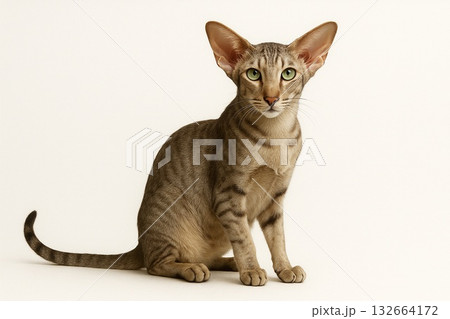 猫 オリエンタルショートヘア 猫 オリエンタルショートヘア 132664172