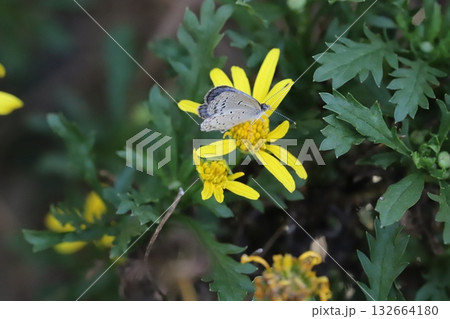 秋の庭に咲く黄色いユリオプデージーの花の蜜を吸うヤマトシジミ蝶 132664180
