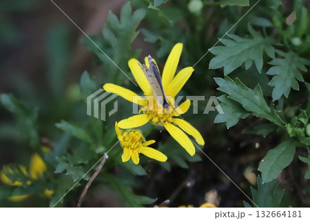 秋の庭に咲く黄色いユリオプデージーの花の蜜を吸うヤマトシジミ蝶 秋の庭に咲く黄色いユリオプデージーの花の蜜を吸うヤマトシジミ蝶 132664181