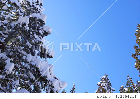 青空と新雪の樹木たち1 青空と新雪の樹木たち1 132664211