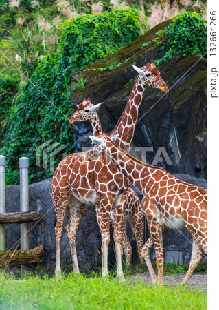 台湾 台北 台北市 132664266