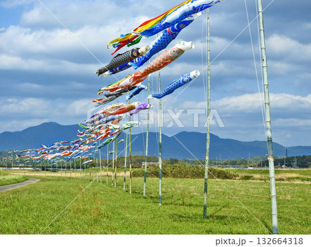 福岡県中間市の遠賀川河川敷に掲揚されたたくさんの鯉のぼり 132664318