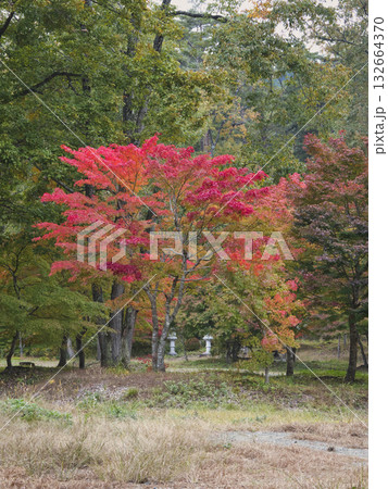 塔のへつりの紅葉 132664370