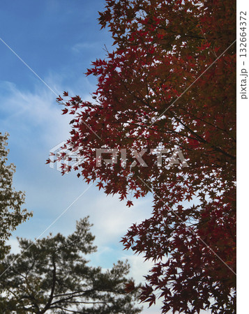 塔のへつりの紅葉 塔のへつりの紅葉 132664372