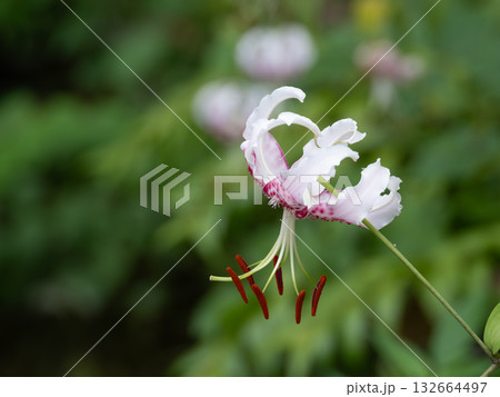 白い花びらに赤い斑点のカノコユリ 132664497