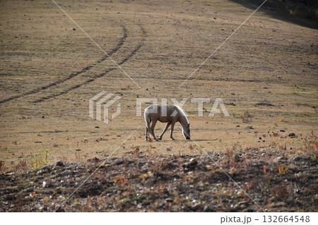 広大な大地 132664548