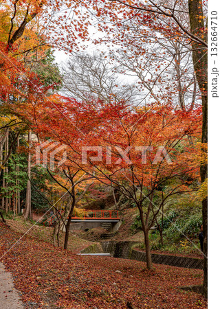 水沢もみじ谷の紅葉 水沢もみじ谷の紅葉 132664710