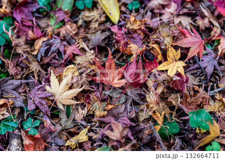 水沢もみじ谷の紅葉 132664711