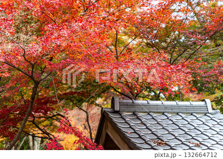 水沢もみじ谷の紅葉 水沢もみじ谷の紅葉 132664712