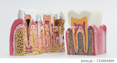 Comparative Tooth Cross-Section Models for Dental Education Comparative Tooth Cross-Section Models for Dental Education 132664809