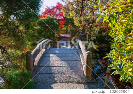 Bridge to Torri gate in autumn leaf garden of Ryoan-ji Temple, Kyoto 132665004