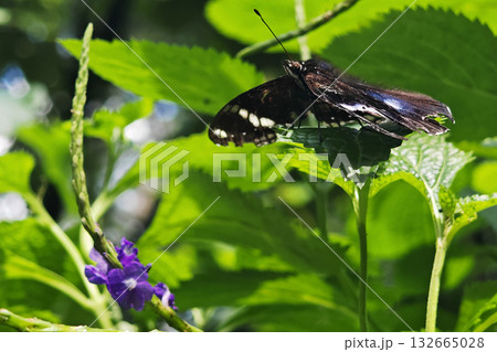 great eggfly Hypolimnas bolina butterfly on leaf with purple flower 132665028