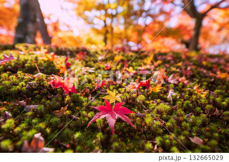 Maple fallen leaf in autumn garden at Tofuku-ji temple, Kyoto, Japan Maple fallen leaf in autumn garden at Tofuku-ji temple, Kyoto, Japan 132665029