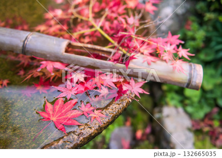 Red maple leaf float on water over basin in Enkoji temple garden at autumn, Kyoto 132665035