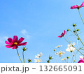 秋の空に映えるコスモス 132665091