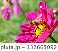コスモスの花で花粉を集める蜂 132665092
