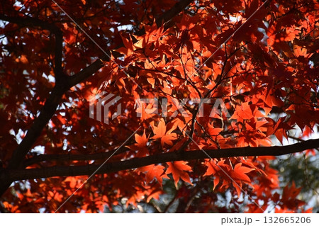 美しい秋の紅葉 美しい秋の紅葉 132665206