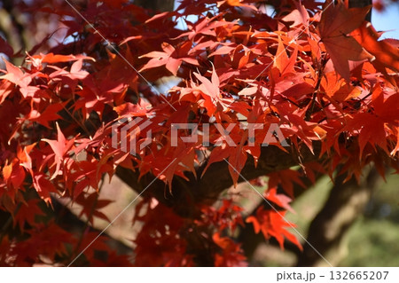 美しい秋の紅葉 132665207