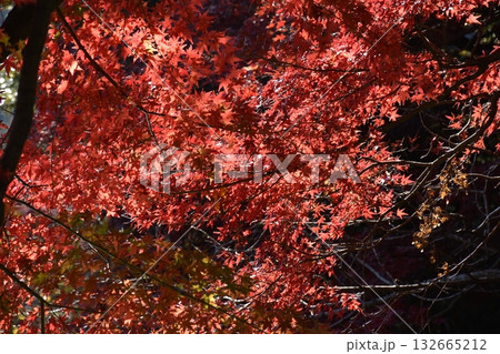美しい秋の紅葉 美しい秋の紅葉 132665212