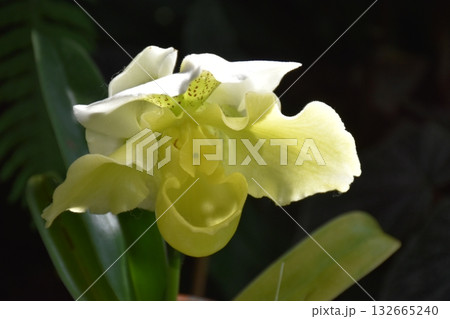 美しい植物 美しい植物 132665240