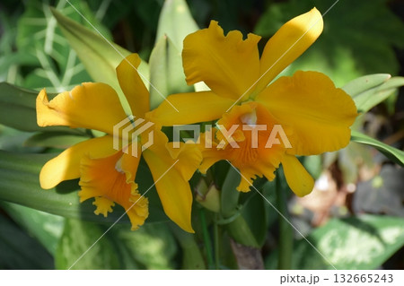 美しい植物 132665243