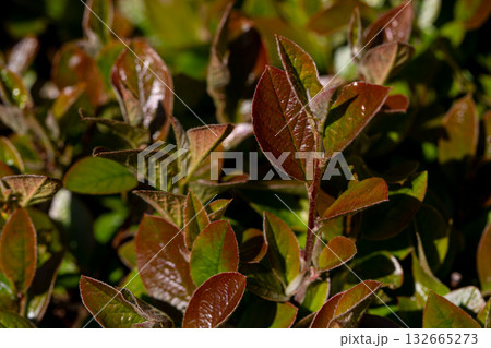 Lush Green and Brown Foliage Surrounded by Picturesque Natural Landscapes and Ecosystems Lush Green and Brown Foliage Surrounded by Picturesque Natural Landscapes and Ecosystems 132665273