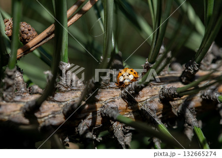 A Colorful Ladybug Graciously Resting Among the Various Pine Needles of the Forest Floor A Colorful Ladybug Graciously Resting Among the Various Pine Needles of the Forest Floor 132665274