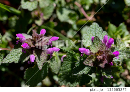Vibrant Purple Flowers Flourishing in Nature, Showcasing Their Beauty and Colorful Blooming Vibrant Purple Flowers Flourishing in Nature, Showcasing Their Beauty and Colorful Blooming 132665275