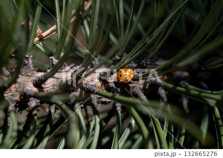 A beautiful ladybug is perched delicately on an evergreen branch surrounded by soft pine needles A beautiful ladybug is perched delicately on an evergreen branch surrounded by soft pine needles 132665276