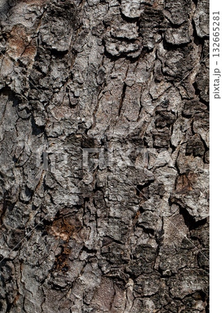 A CloseUp View of the Intricate and Detailed Texture of Tree Bark in Natures Beauty 132665281