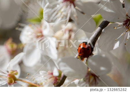 A lovely ladybug perched gracefully on a cherry blossom branch during the vibrant spring season A lovely ladybug perched gracefully on a cherry blossom branch during the vibrant spring season 132665282
