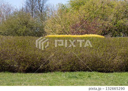 A Beautiful, Vibrant Green Hedge Thrives Under Bright Blue Skies on a Lovely Day 132665290