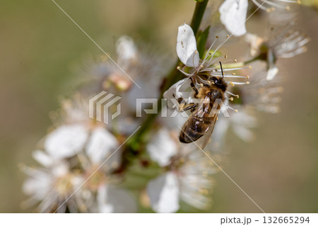 A Busy Bee is Pollinating Beautiful White Blossoms in the Heart of Natures Wonders 132665294