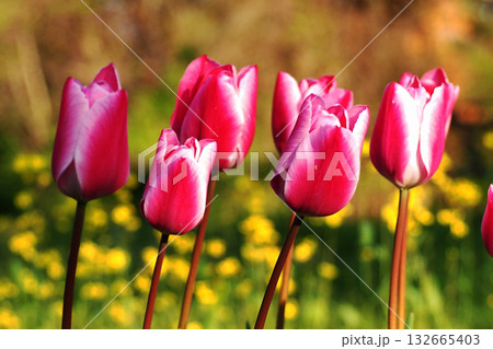 ピンク色に咲いた春のチューリップ ピンク色に咲いた春のチューリップ 132665403