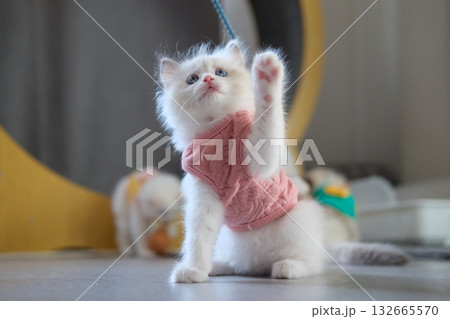 2 months old ragdoll kitten standing on the floor, looking up to a cat teaser. domestic cat 132665570
