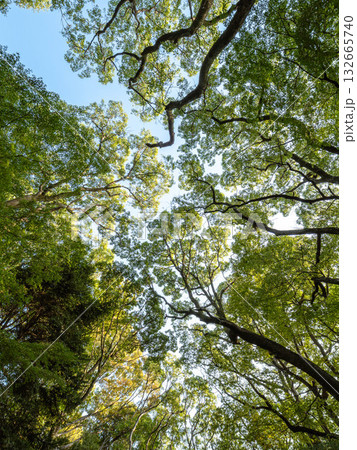 大木に覆われた六甲山の登山道 132665740