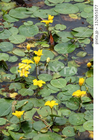 黄色いアサザの花 132665877