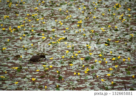 黄色いアサザの花 黄色いアサザの花 132665881