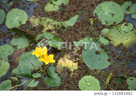 黄色いアサザの花 132665882