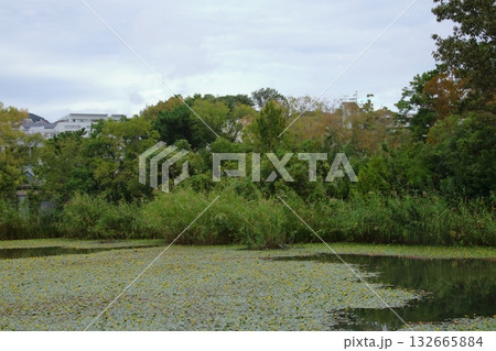 アサザの黄色い花が咲く秋の樋之池公園(兵庫県西宮市) 132665884
