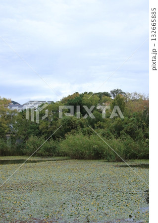 アサザの黄色い花が咲く秋の樋之池公園(兵庫県西宮市) 132665885