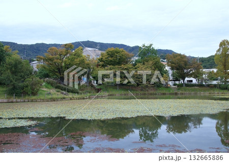 アサザの黄色い花が咲く秋の樋之池公園(兵庫県西宮市) 132665886