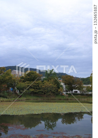 アサザの黄色い花が咲く秋の樋之池公園(兵庫県西宮市) 132665887