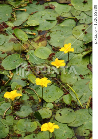 黄色いアサザの花 132665889