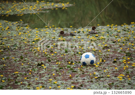 サッカーボールが浮いている黄色いアサザが咲く池 132665890